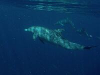 Zufalls Delfin Sichtung bei der Tauchausfahrt