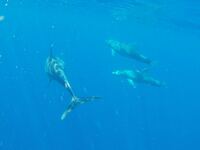 Zufalls Delfin Sichtung bei der Tauchausfahrt